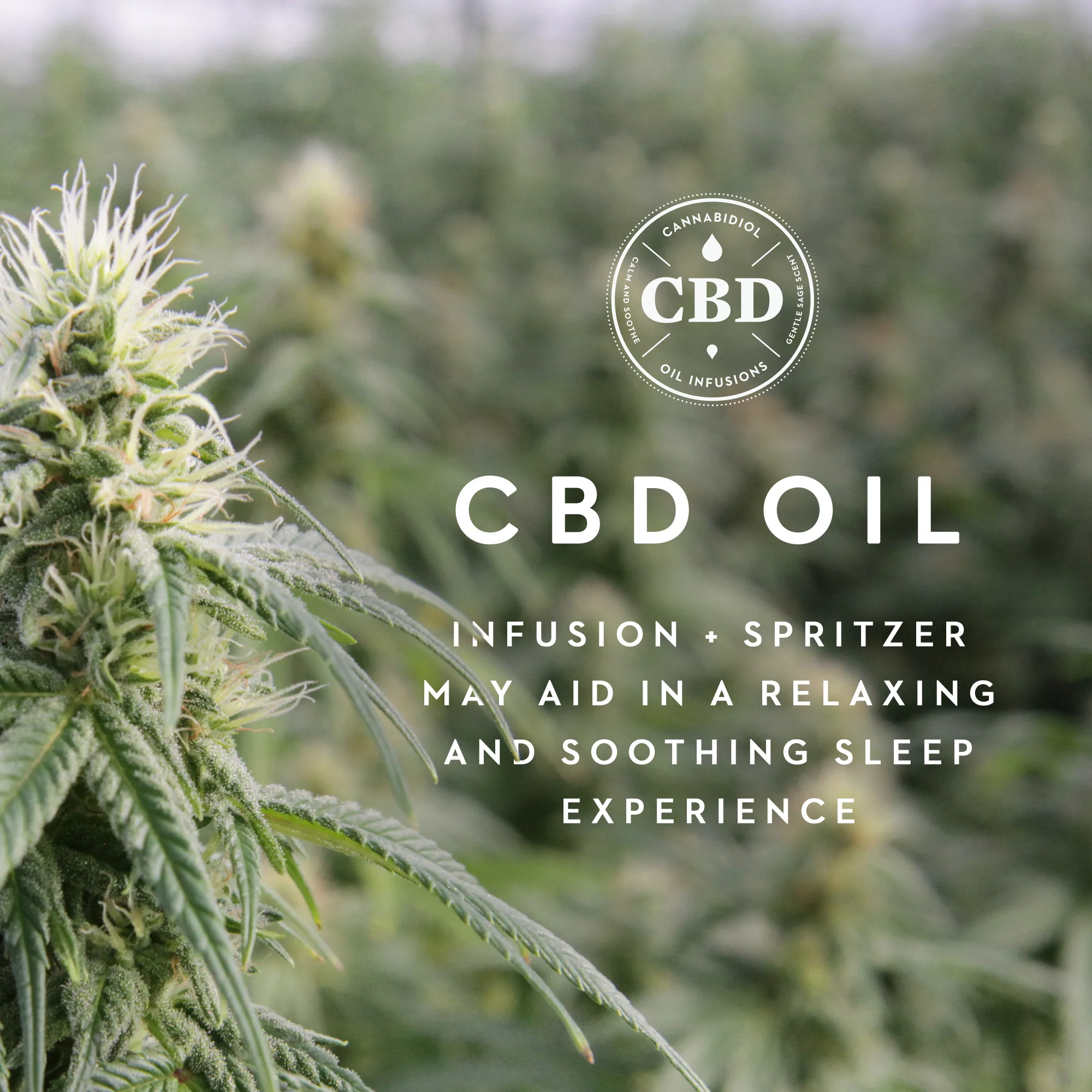 Shoulder Zoned Dough Cbd Oil Queen Pillow - Image 3